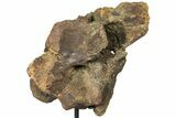 Triceratops Occipital Braincase on Stand - North Dakota #131350-4